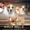 American Staffordshire Terrier photo 8