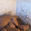 Dogue de Bordeaux Puppies photo 1