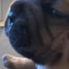 Dogue de Bordeaux Puppies photo 2