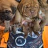 Dogue de Bordeaux Puppies photo 3