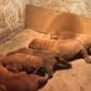 Dogue de Bordeaux Puppies photo 4