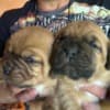 Dogue de Bordeaux Puppies photo 5