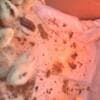 Baby Chickens photo 1