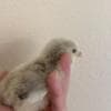 Baby Chickens photo 2