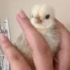 Baby Chickens photo 3