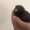 Baby Chickens photo 4