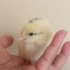 Baby Chickens photo 5