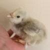 Baby Chickens photo 6