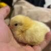 Baby Chickens photo 7