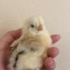 Baby Chickens photo 8