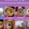 Pomeranian Kennel Selling Young Female Dogs photo 1