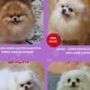 Pomeranian Kennel Selling Young Female Dogs photo 2