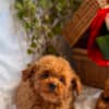 Beautiful Toy and Miniature Poodle Puppies photo 1