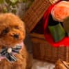 Beautiful Toy and Miniature Poodle Puppies photo 2