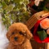 Beautiful Toy and Miniature Poodle Puppies photo 3