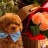 Beautiful Toy and Miniature Poodle Puppies photo 4