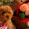 Beautiful Toy and Miniature Poodle Puppies photo 5
