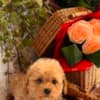 Beautiful Toy and Miniature Poodle Puppies photo 6