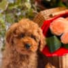 Beautiful Toy and Miniature Poodle Puppies photo 7