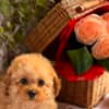 Beautiful Toy and Miniature Poodle Puppies photo 8
