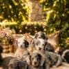 Long-haired Dachshund Puppies for Sale photo 1