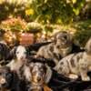 Long-haired Dachshund Puppies for Sale photo 2