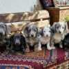 Long-haired Dachshund Puppies for Sale photo 3