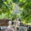 Long-haired Dachshund Puppies for Sale photo 4