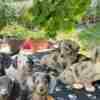 Long-haired Dachshund Puppies for Sale photo 5