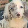 Long-haired Dachshund Puppies for Sale photo 6