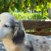 Long-haired Dachshund Puppies for Sale photo 7