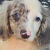 Long-haired Dachshund Puppies for Sale photo 8