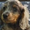 Long-haired Dachshund Puppies for Sale photo 9