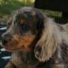 Long-haired Dachshund Puppies for Sale photo 10