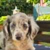 Long-haired Dachshund Puppies for Sale photo 11