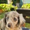Long-haired Dachshund Puppies for Sale photo 12
