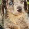 Long-haired Dachshund Puppies for Sale photo 13