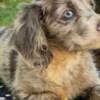 Long-haired Dachshund Puppies for Sale photo 14
