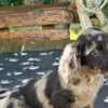 Long-haired Dachshund Puppies for Sale photo 15