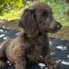 Long-haired Dachshund Puppies for Sale photo 16