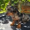 Long-haired Dachshund Puppies for Sale photo 17