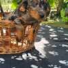Long-haired Dachshund Puppies for Sale photo 18