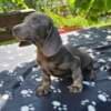 Long-haired Dachshund Puppies for Sale photo 19
