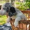 Long-haired Dachshund Puppies for Sale photo 20