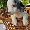 Long-haired Dachshund Puppies for Sale photo 21