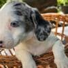Long-haired Dachshund Puppies for Sale photo 22