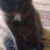 KITTENS photo 1