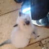 KITTENS photo 2
