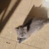 KITTENS photo 3