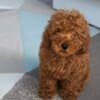 Red Toy Poodle puppies photo 1